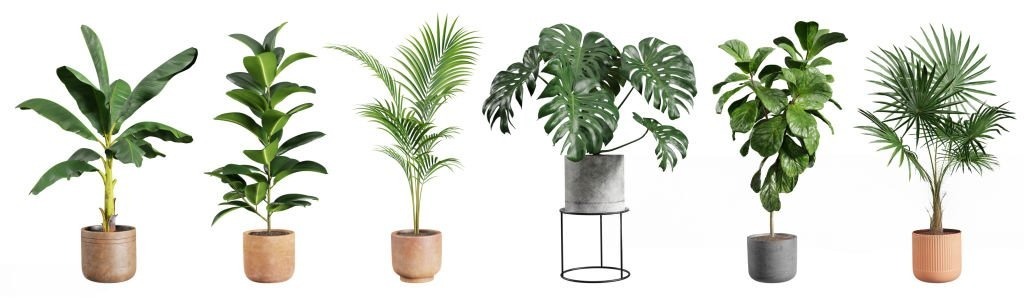 Indoor Plants Collection