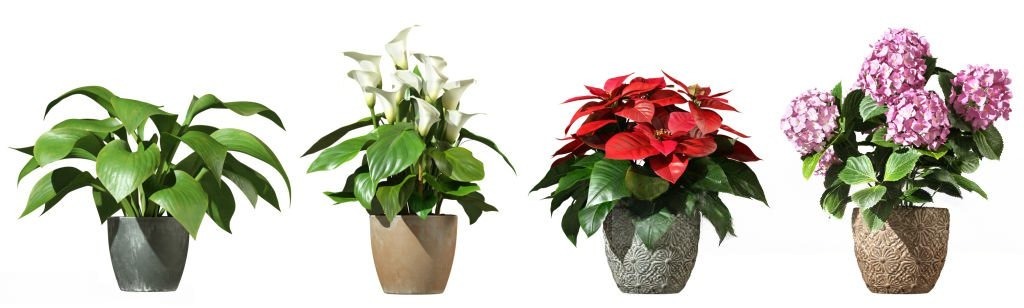 Decorative Pots & Planters