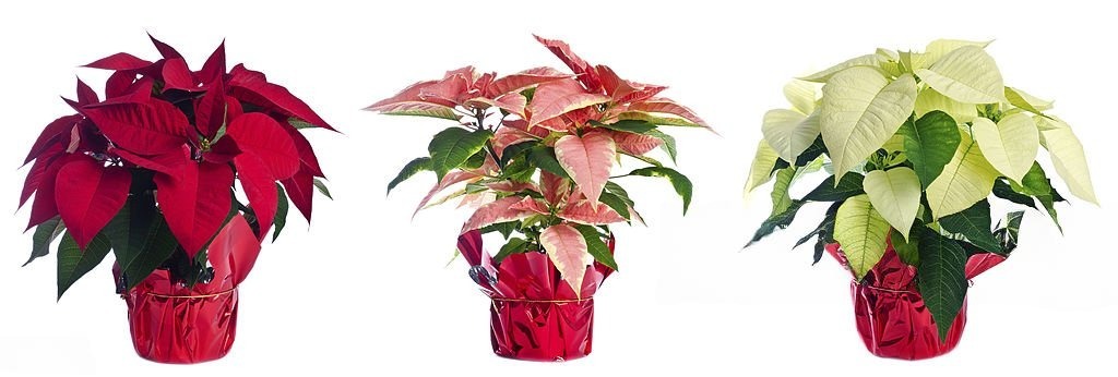 Decorative Pots & Planters