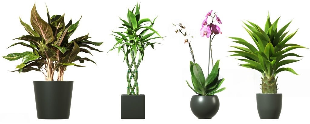 Decorative Pots & Planters